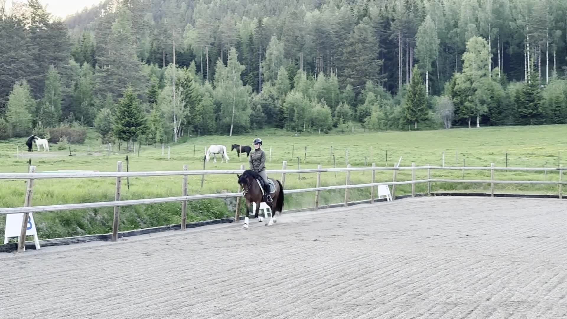 Allround hästar till salu: Perfekta allroundponnyn! - Video 4