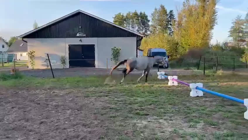 Hoppning hästar till salu: Välstammat sto i Blentarp - Video 1