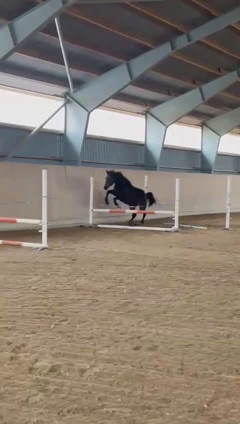 Allround hästar till salu: Välstammat 2 åring sto i Vimmerby - Video 5