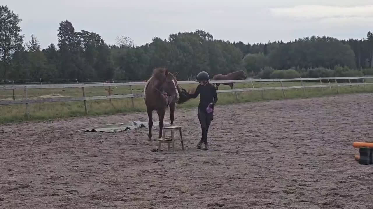 Dressyr hästar till salu: Mycket fint dressyrsto  i Skövde - Video 4