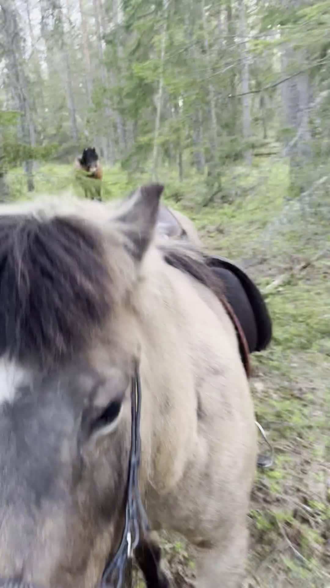 Allround hästar till salu: Allround stark korsning som gillar att hoppa i Söderköping - Video 5