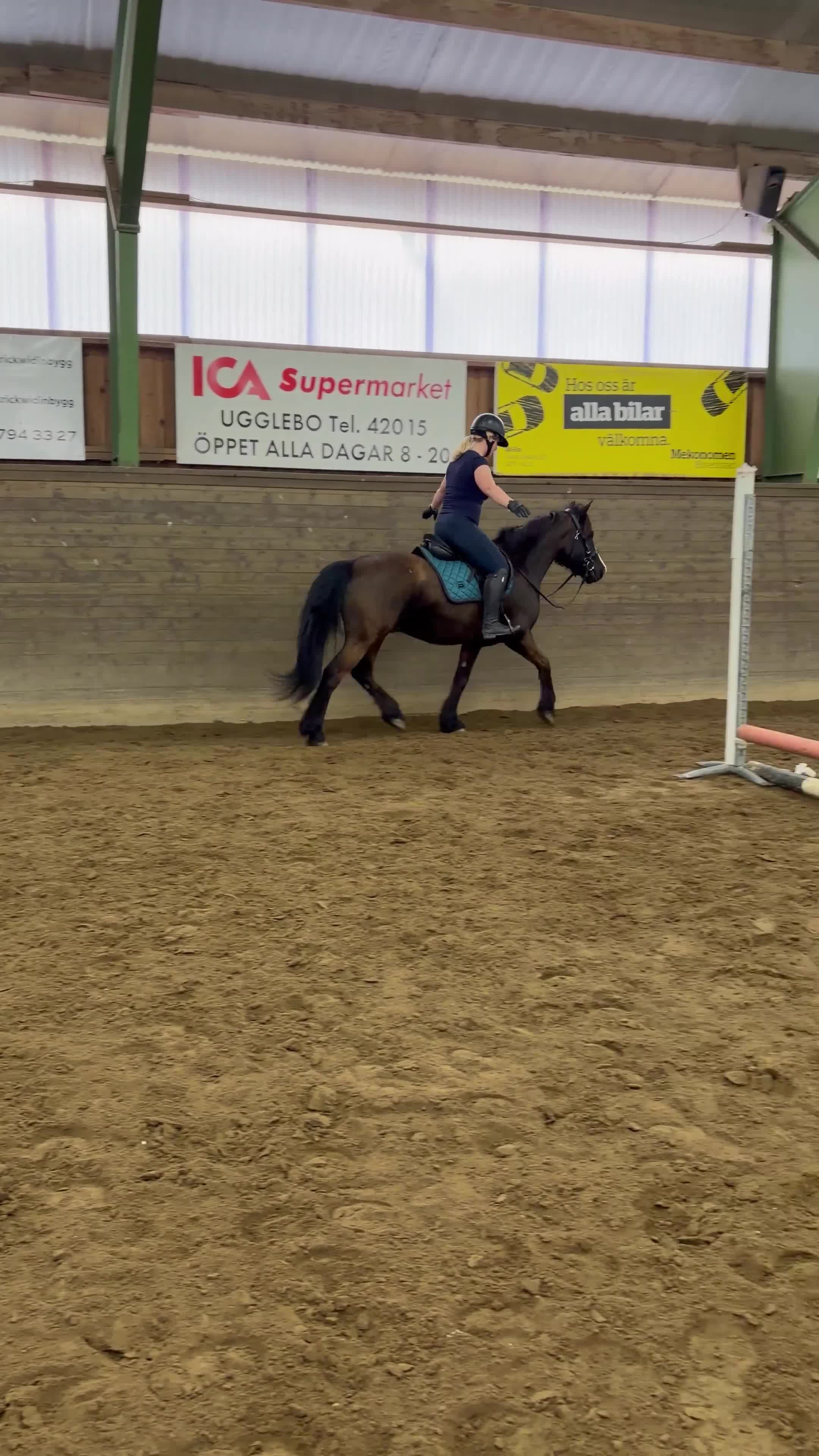 Allround hästar till salu: Perfekt Allround-ponny - Video 3