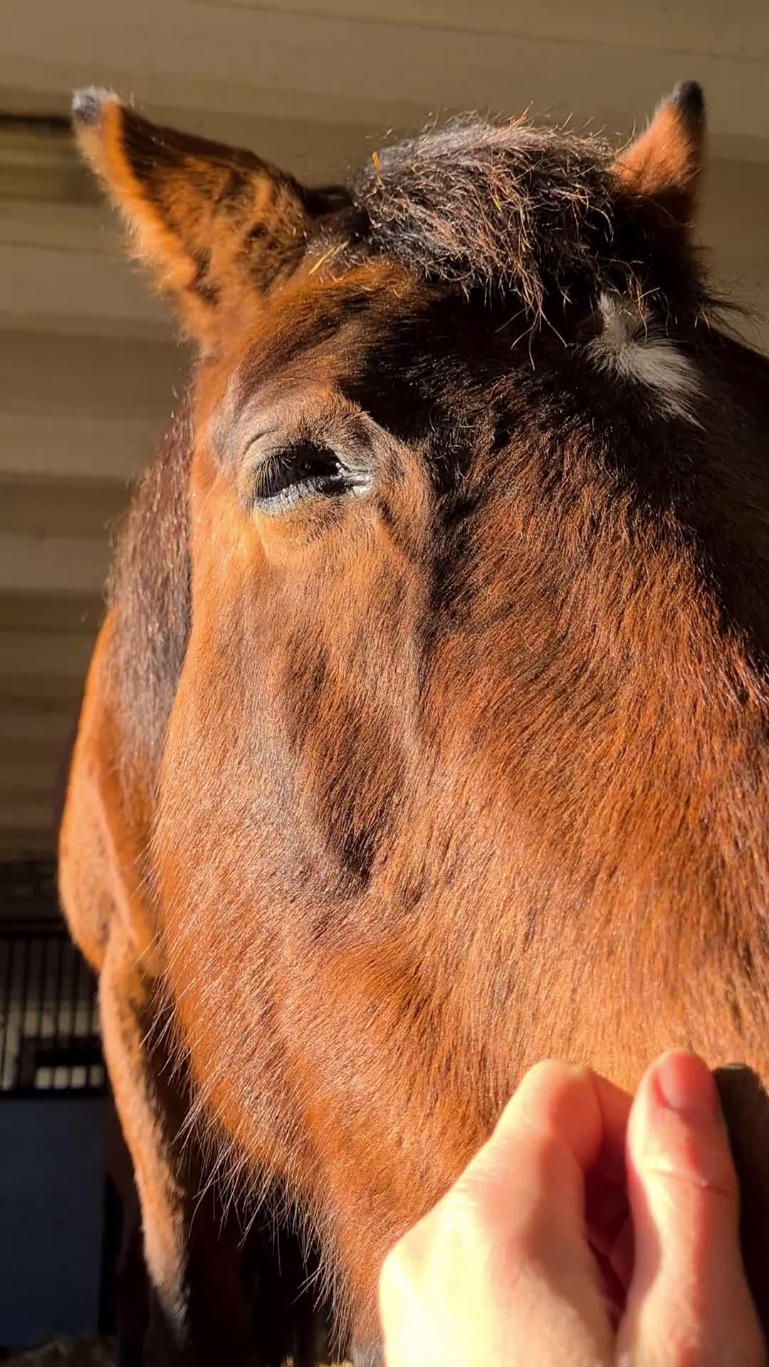 Sällskap hästar till salu: Brådskande - Sällskapshäst utlånas i Söderköping - Video 2