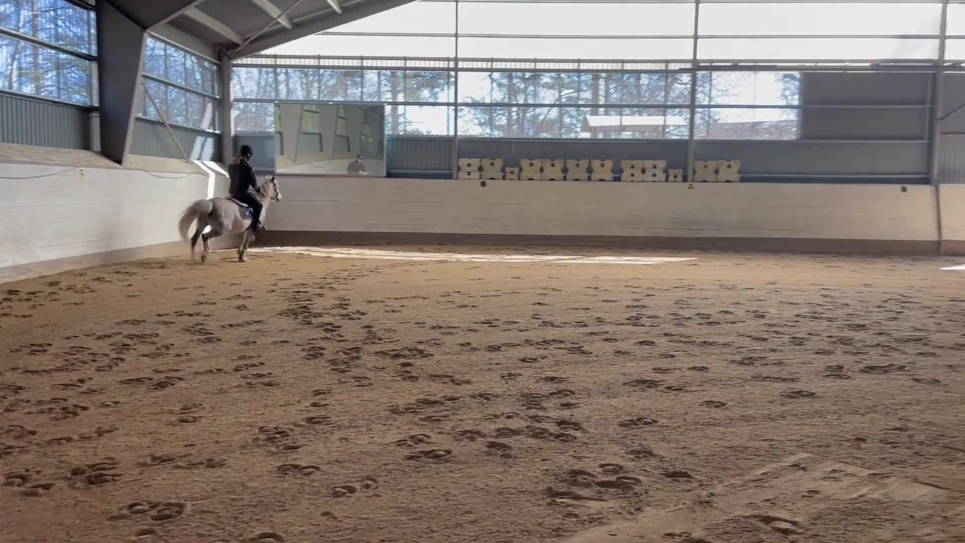 Allround hästar till salu: Sportig B-ponny  - Video 3