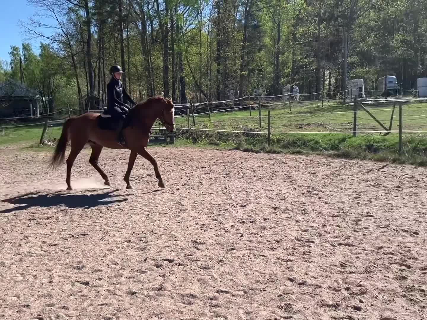 Allround hästar till salu: Snygg Swb Valack - Video 1