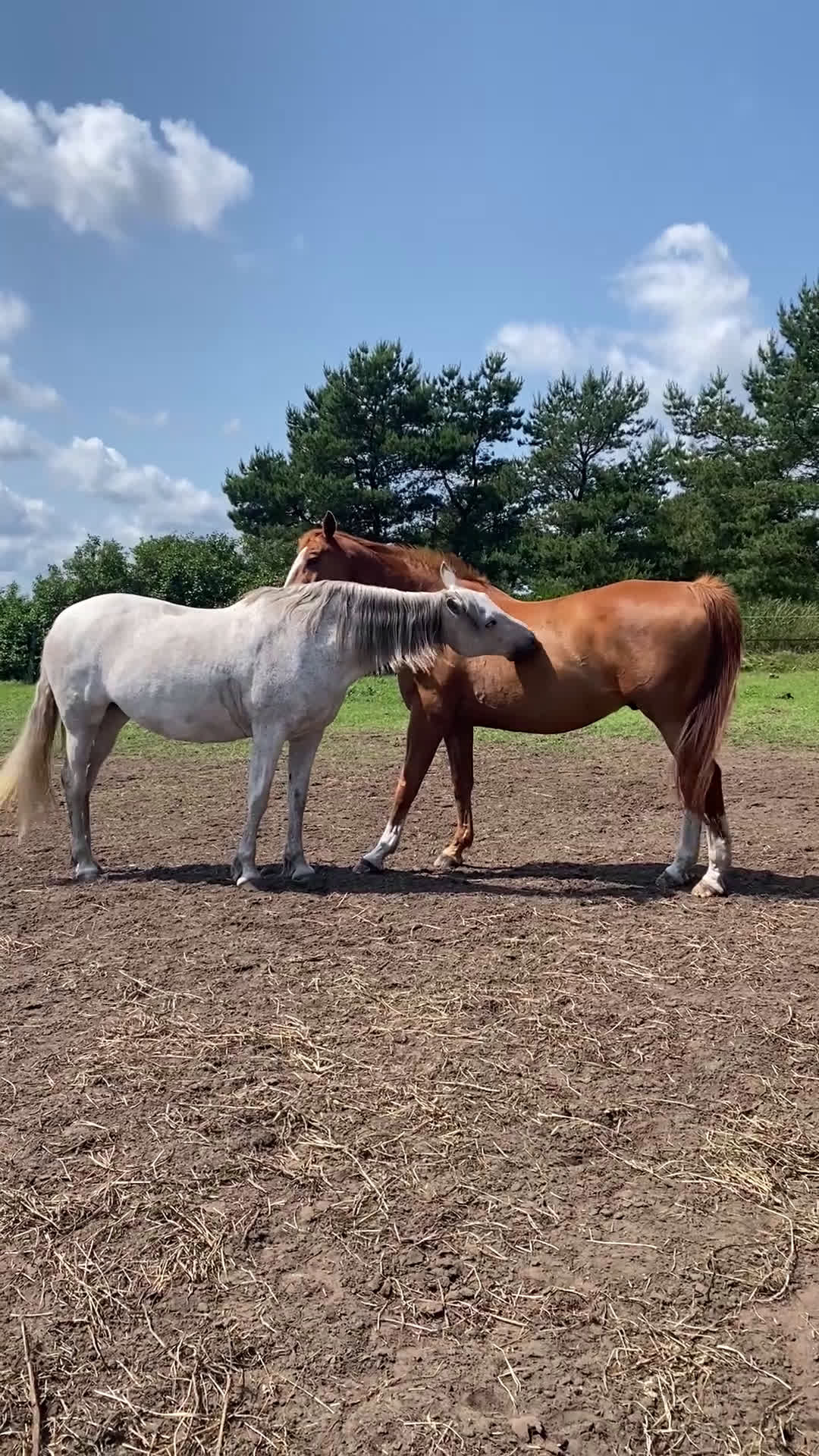 Dressyr hästar till salu: SNÄLLT PRE STO TILL SALU.  i Gärds Köpinge - Video 1