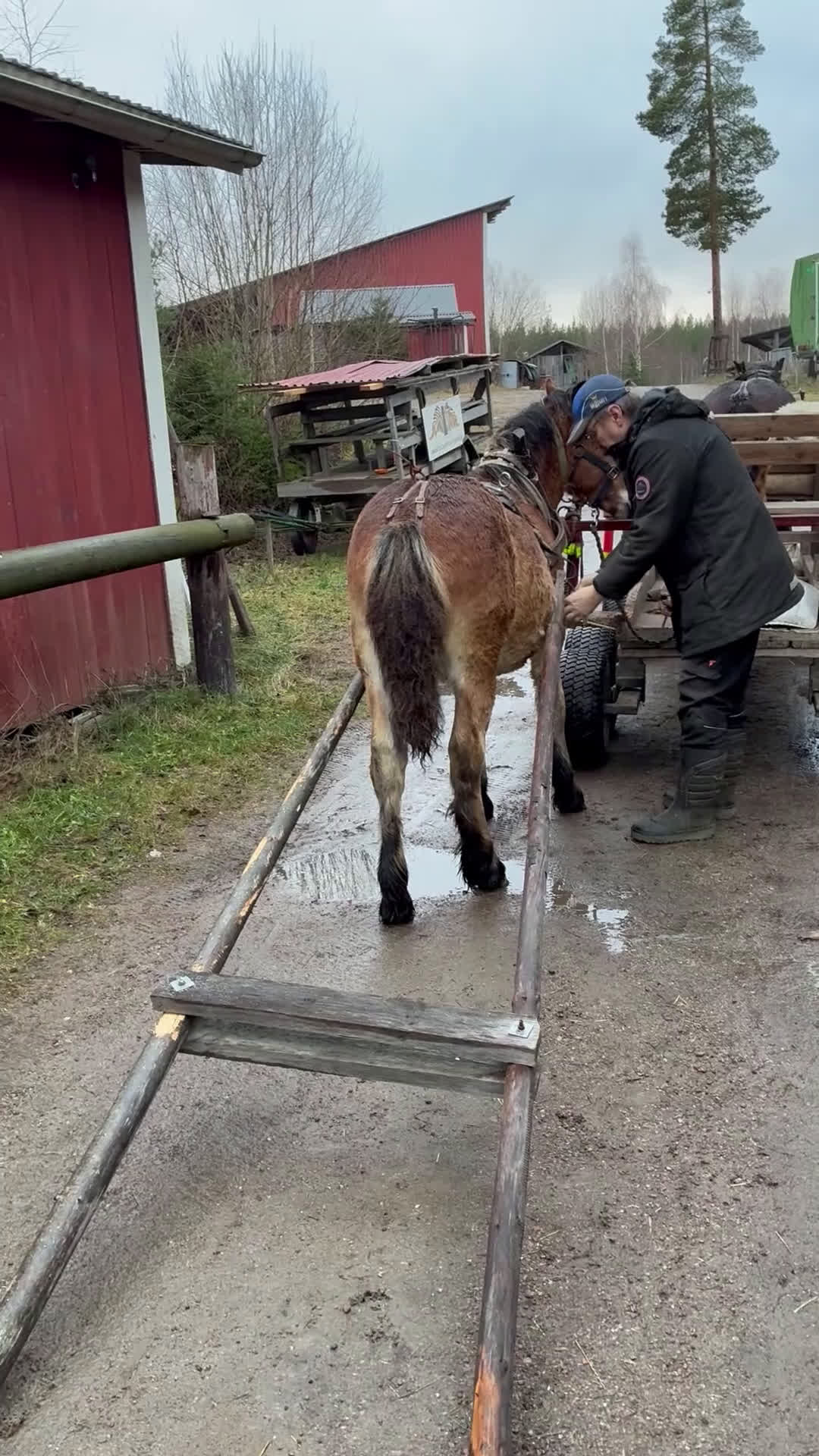 Körning hästar till salu: Välhanterat hingstföl i Alfta - Video 1