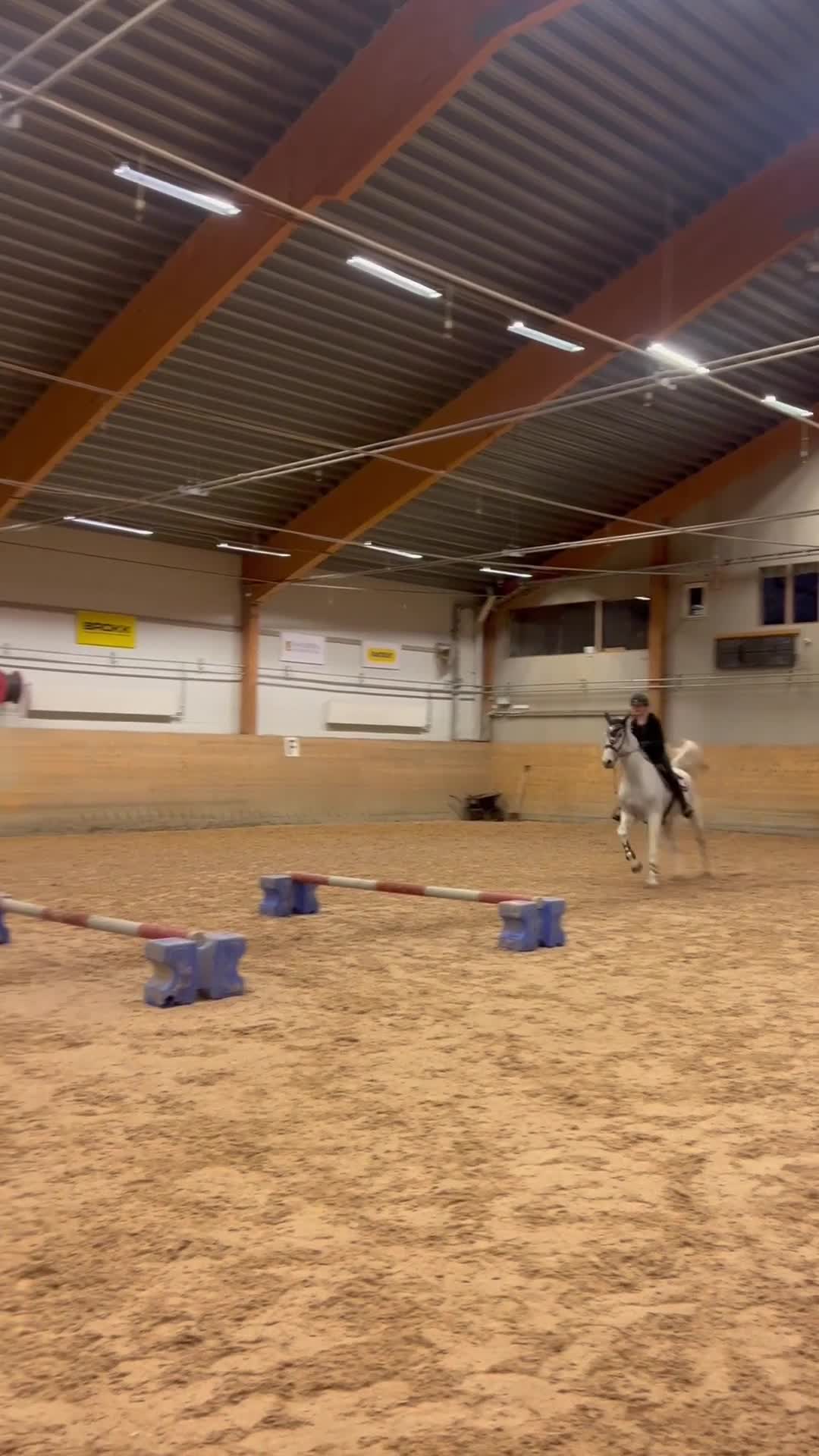 Allround hästar till salu: perfekt första storhäst!  - Video 1