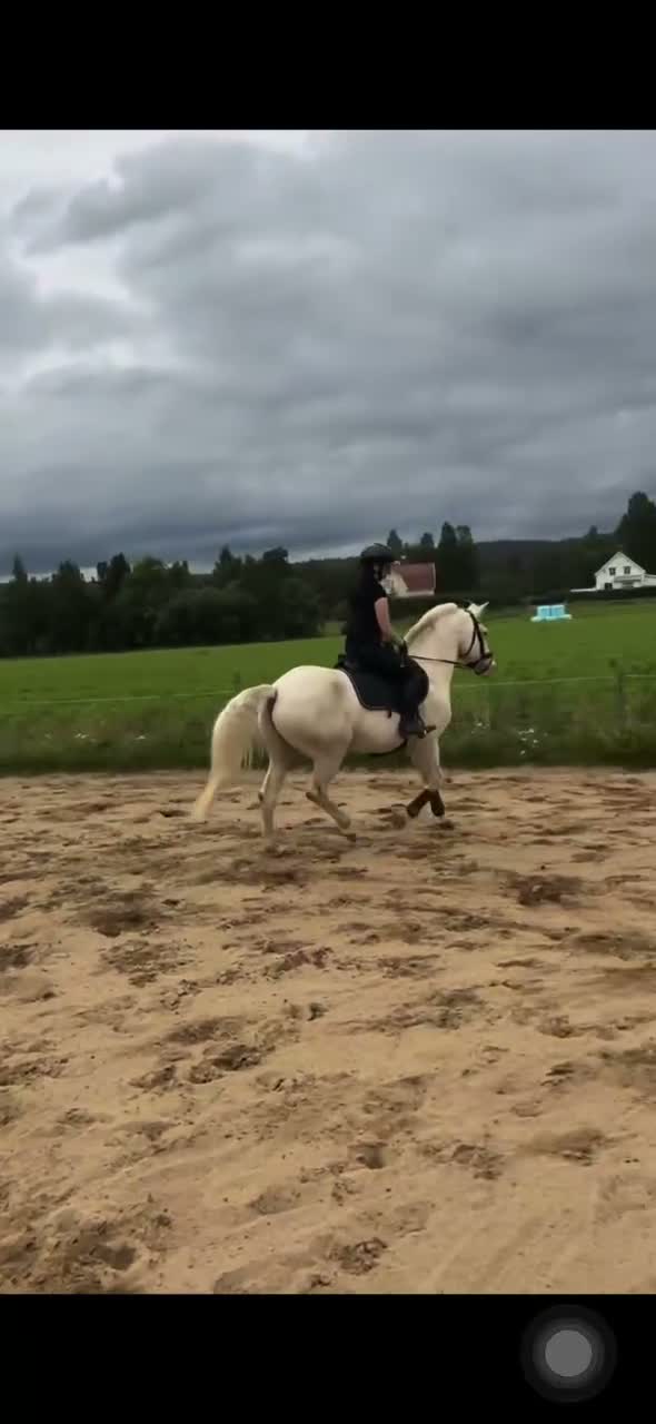 Allround hästar till salu: Fantastisk maxad D-ponny! - Video 4
