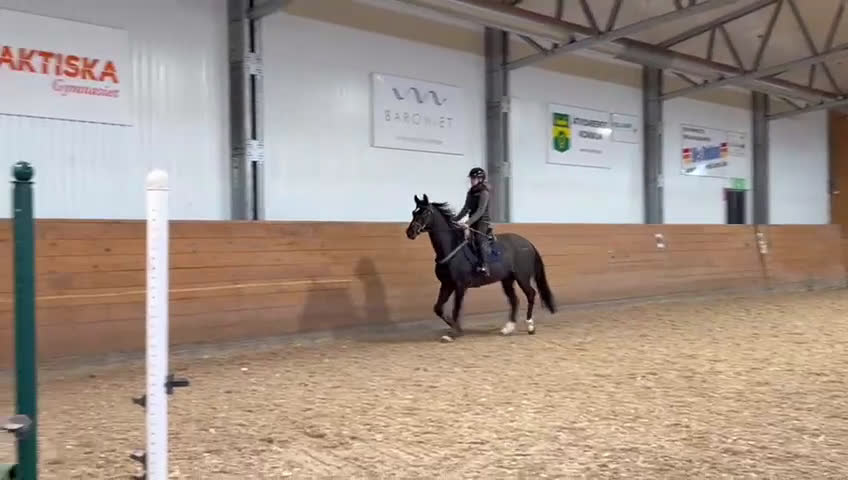 Hoppning hästar till salu: SWB 4åring - Video 3