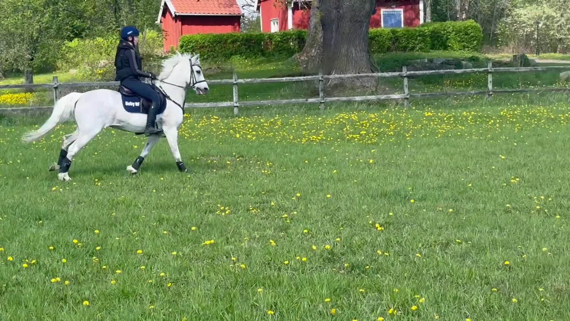  medryttarhäst finnes: Medryttare sökes till två fantastiska ponnyer🩷 - Video 2