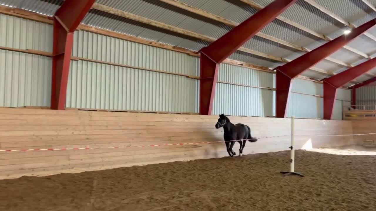 Allround hästar till salu: Tullebo Final Justice - Video 5
