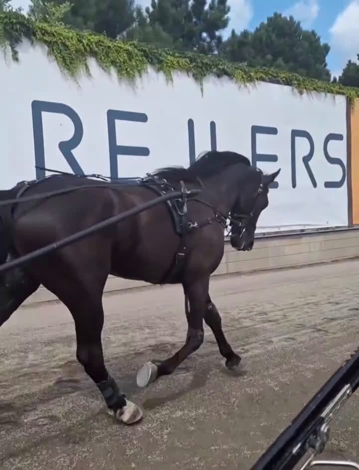 Allround hästar till salu: Stor personlighet - och ännu större hjärta - Video 1