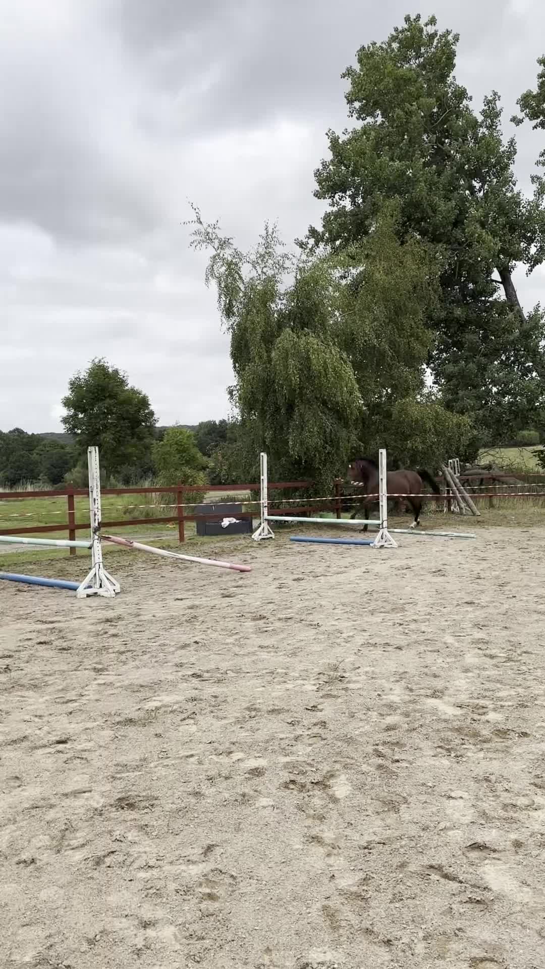Hoppning hästar till salu: 3 årig SWB valack för framtiden  - Video 1
