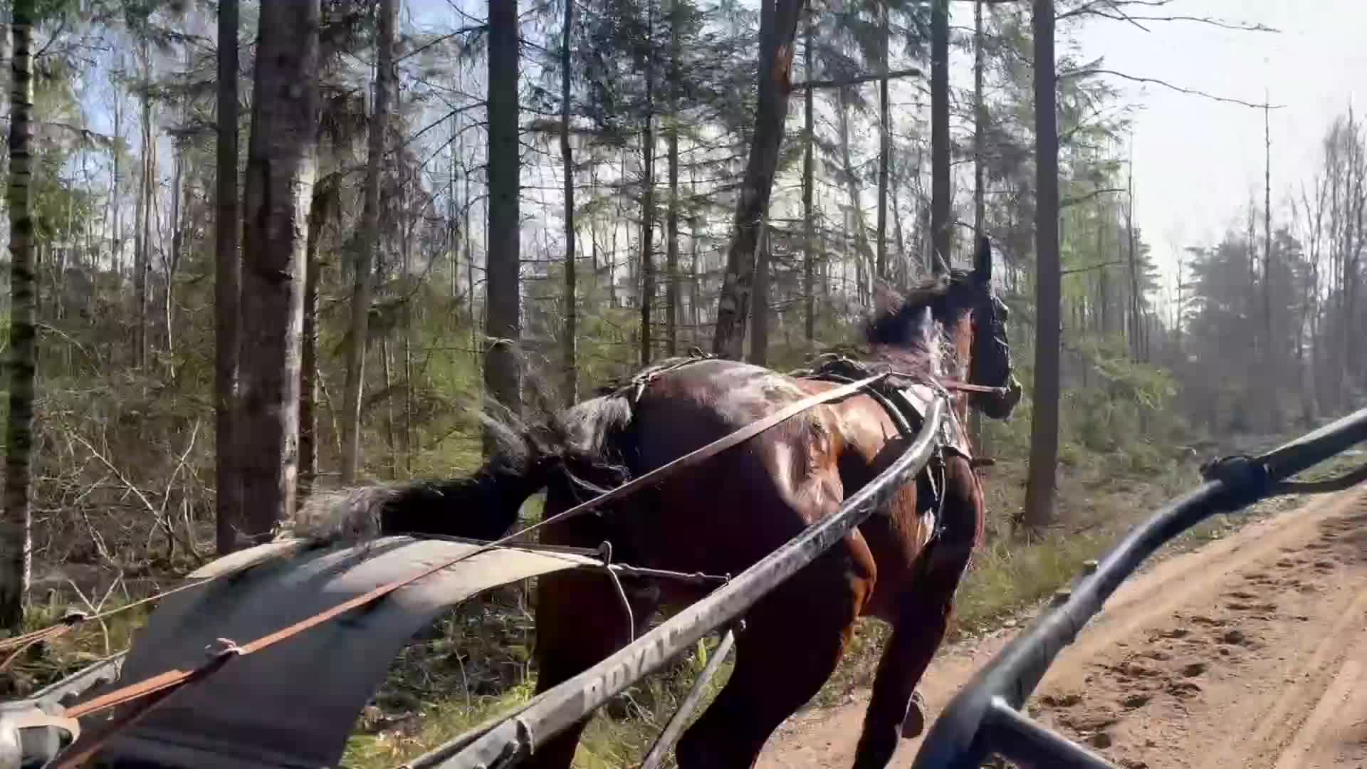 Trav hästar till salu: NYBLIVEN STARTHÄST  - Video 1