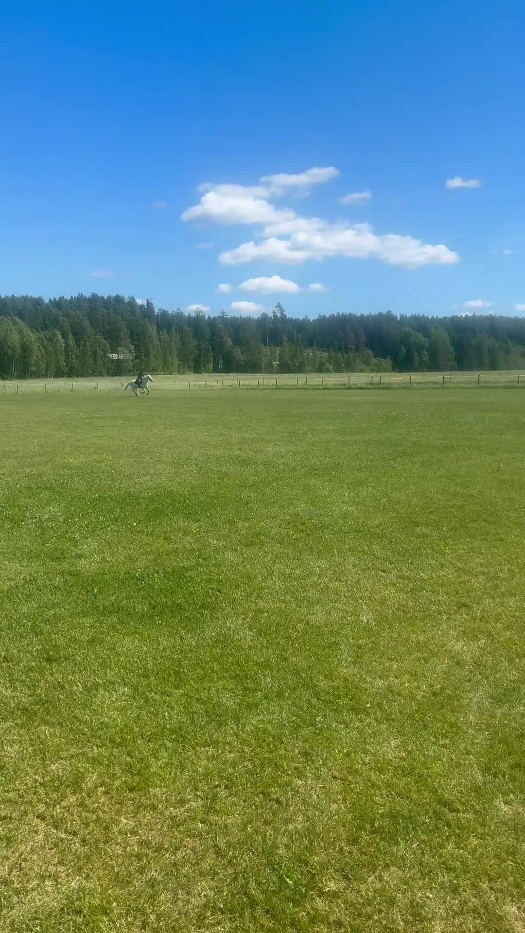 Allround hästar till salu: Allroundponny - Video 1