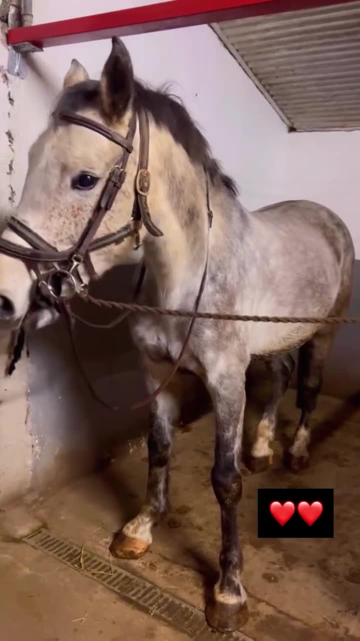 Hoppning hästar till salu: Oslipad diamant - Video 1