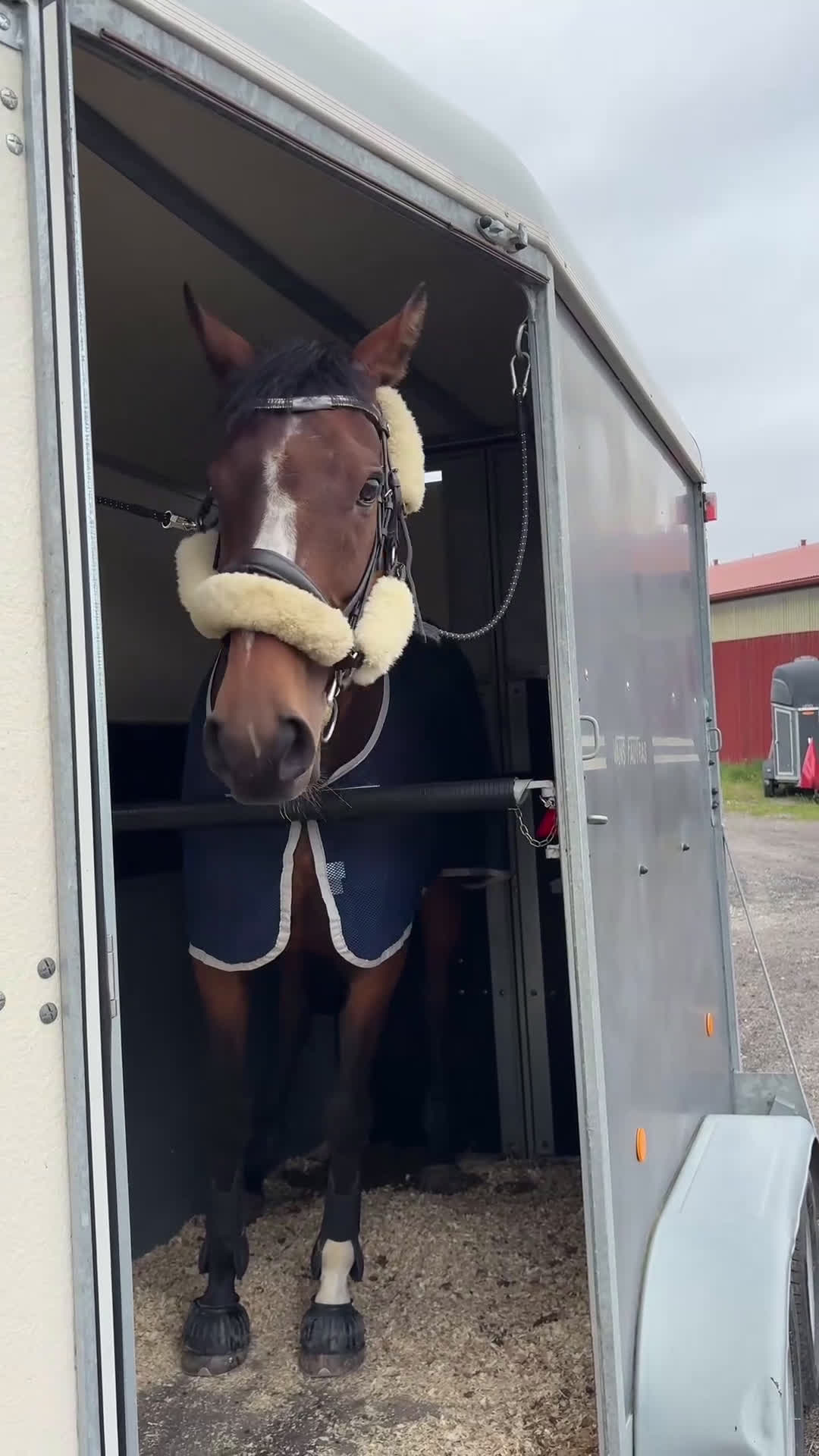 Allround hästar till salu: Intressekoll: Pigg och rolig hobbyhäst i Norrtälje - Video 4