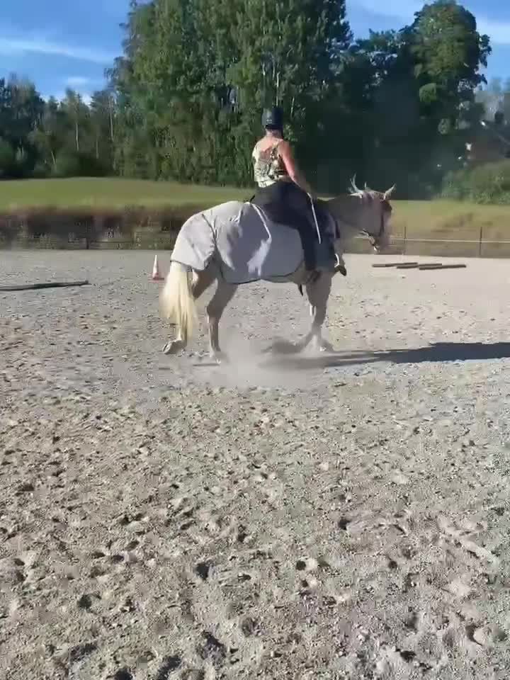 Allround hästar sökes: Foderhäst/ponny Söker, letar, längtar. - Video 2