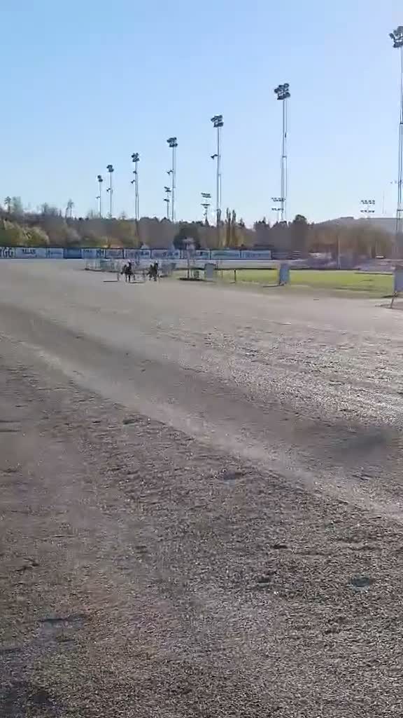 Trav hästar till salu: 3årig kallblodsvalack - Video 1