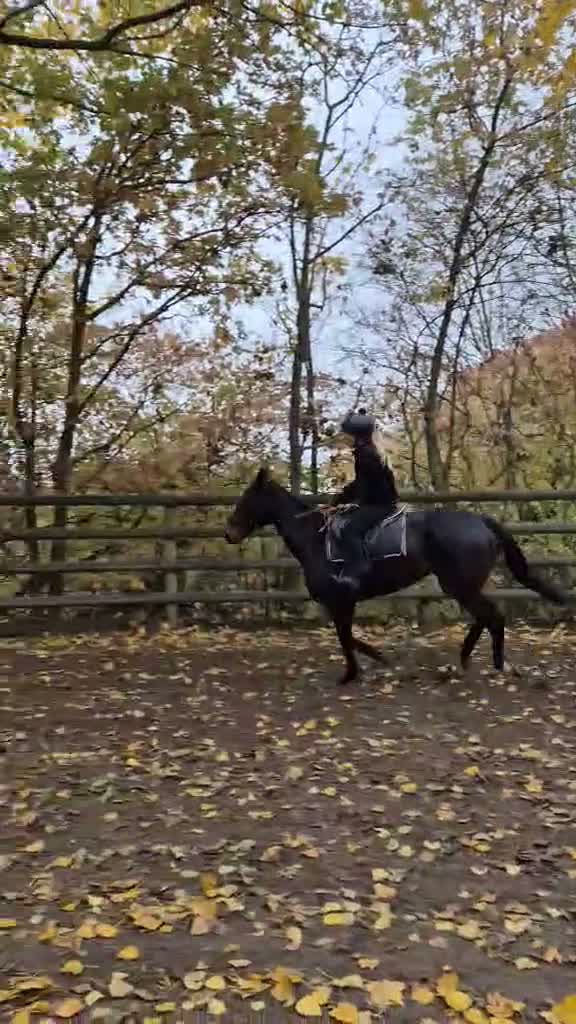 Allround hästar till salu: Fullblodsvalack som blir vad du gör honom till - Video 2
