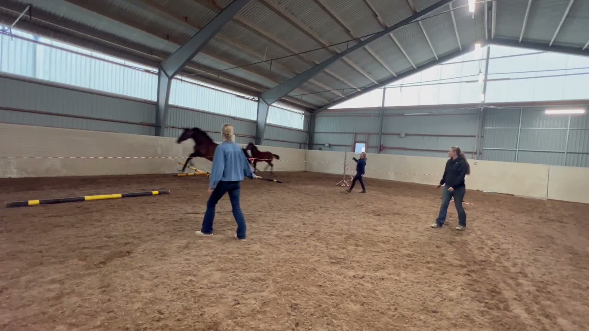 Hoppning hästar till salu: Stoföl med kvalitet!💫 - Video 1