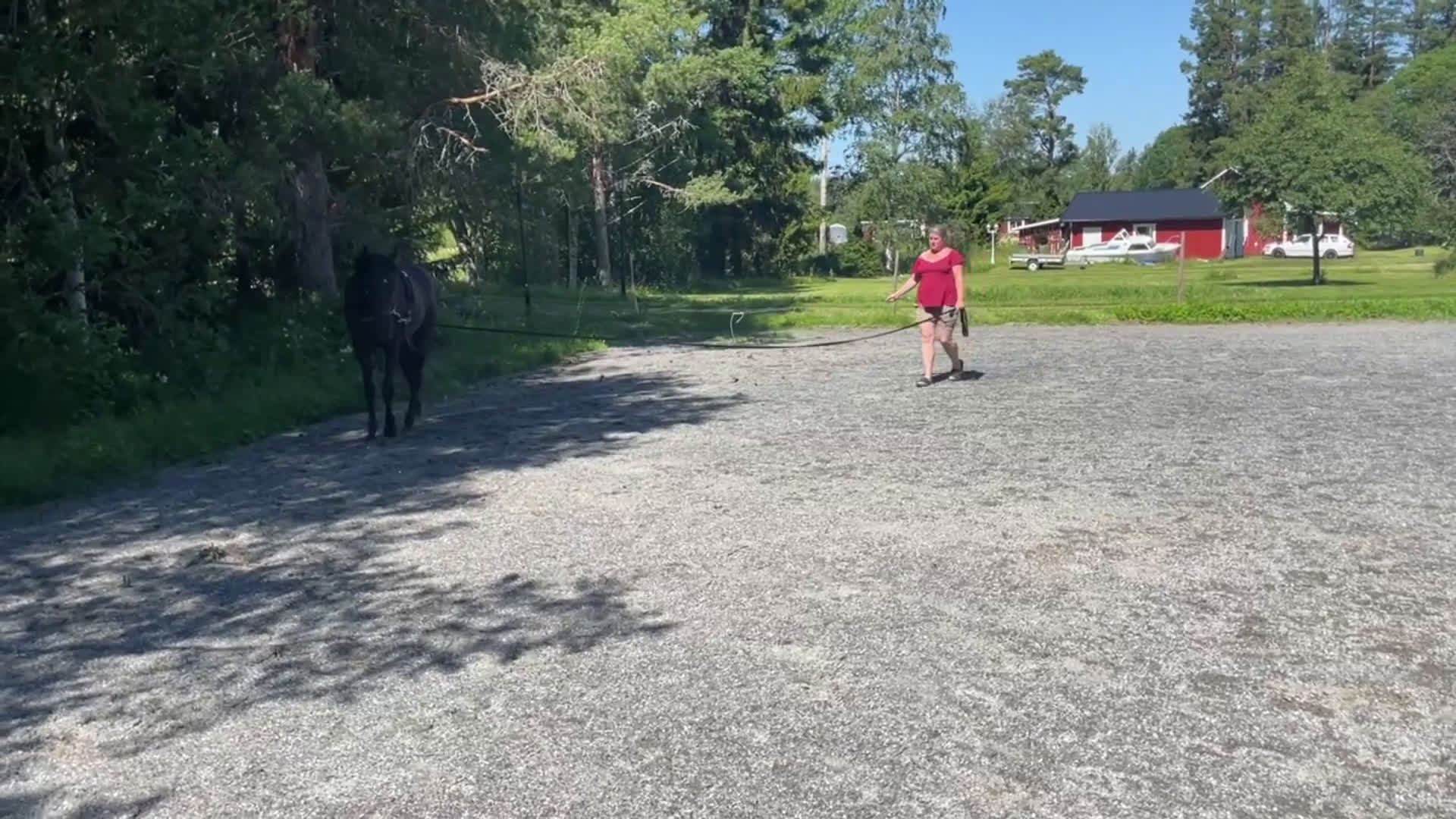 Allround hästar till salu: Vackert sto *TINGAD* - Video 2