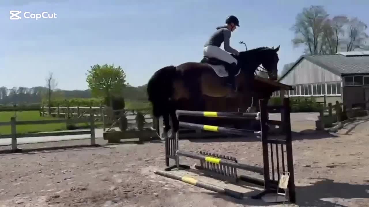 Hoppning hästar till salu: 9 års val ev byte - Video 1