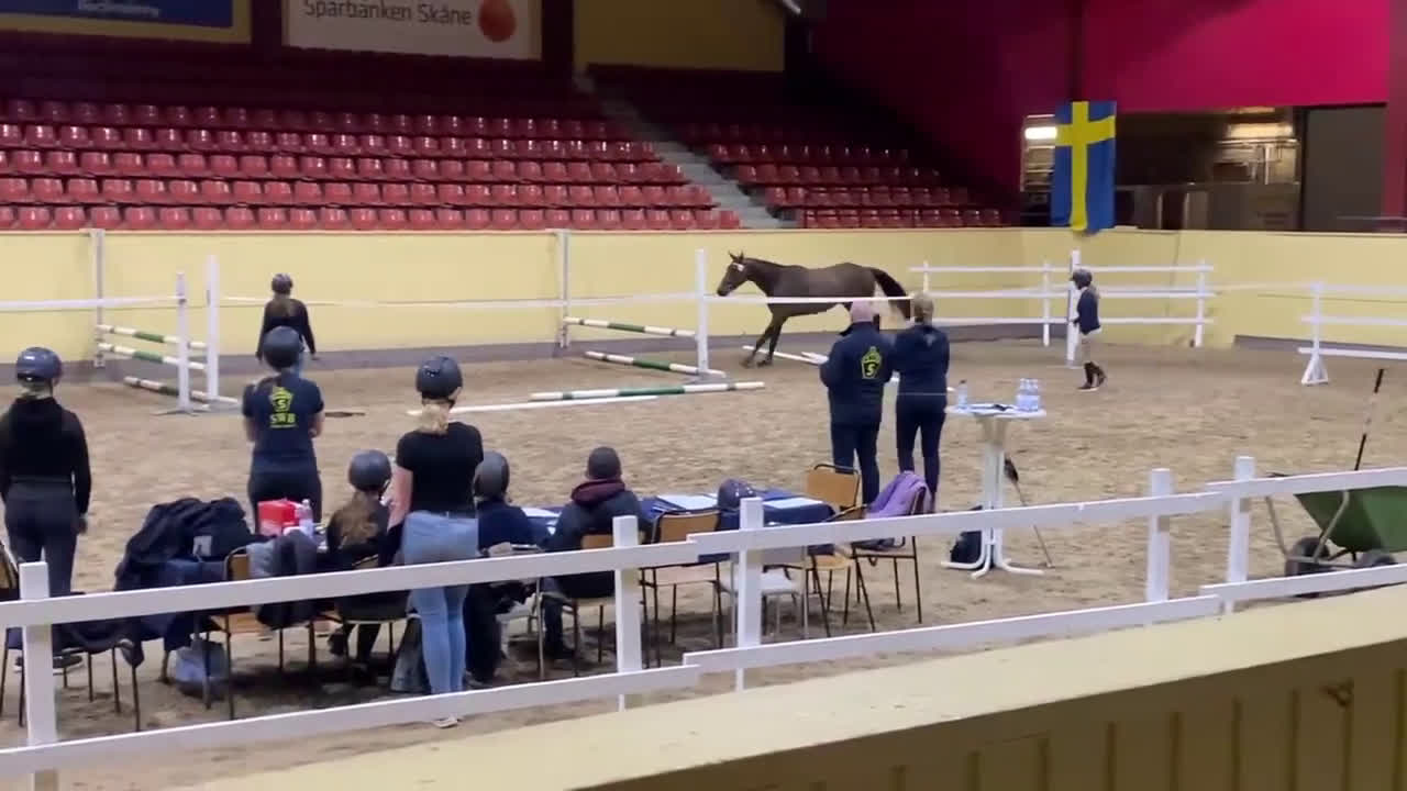 Hoppning hästar till salu: Hingstföl e: Untouchable från starkt möderne i Eskilstuna - Video 3