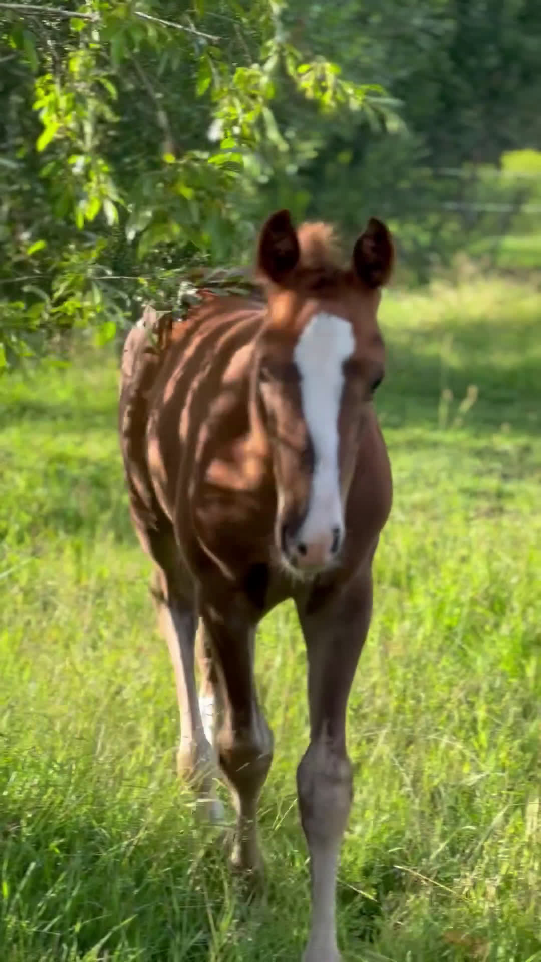 Allround hästar till salu: Once in a lifetime sto, hem viktigare än pris - Video 3