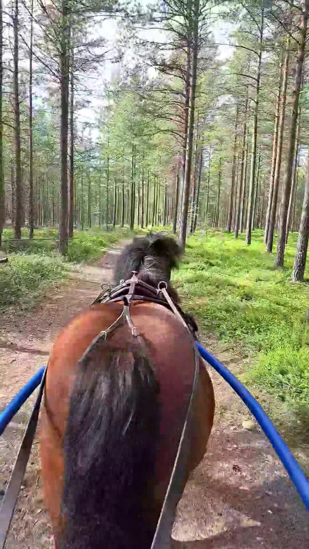 Allround hästar till salu: Söt och snäll b-ponny  i Nordmaling - Video 3