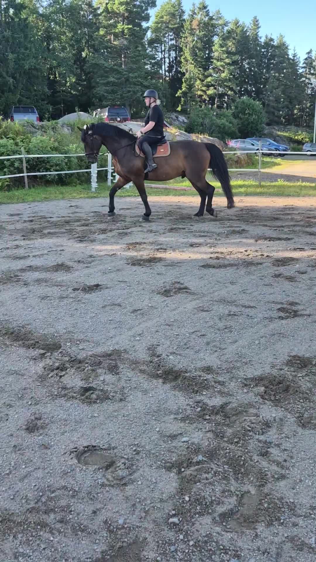 Allround hästar till salu: Trevlig SWB valack - Video 3