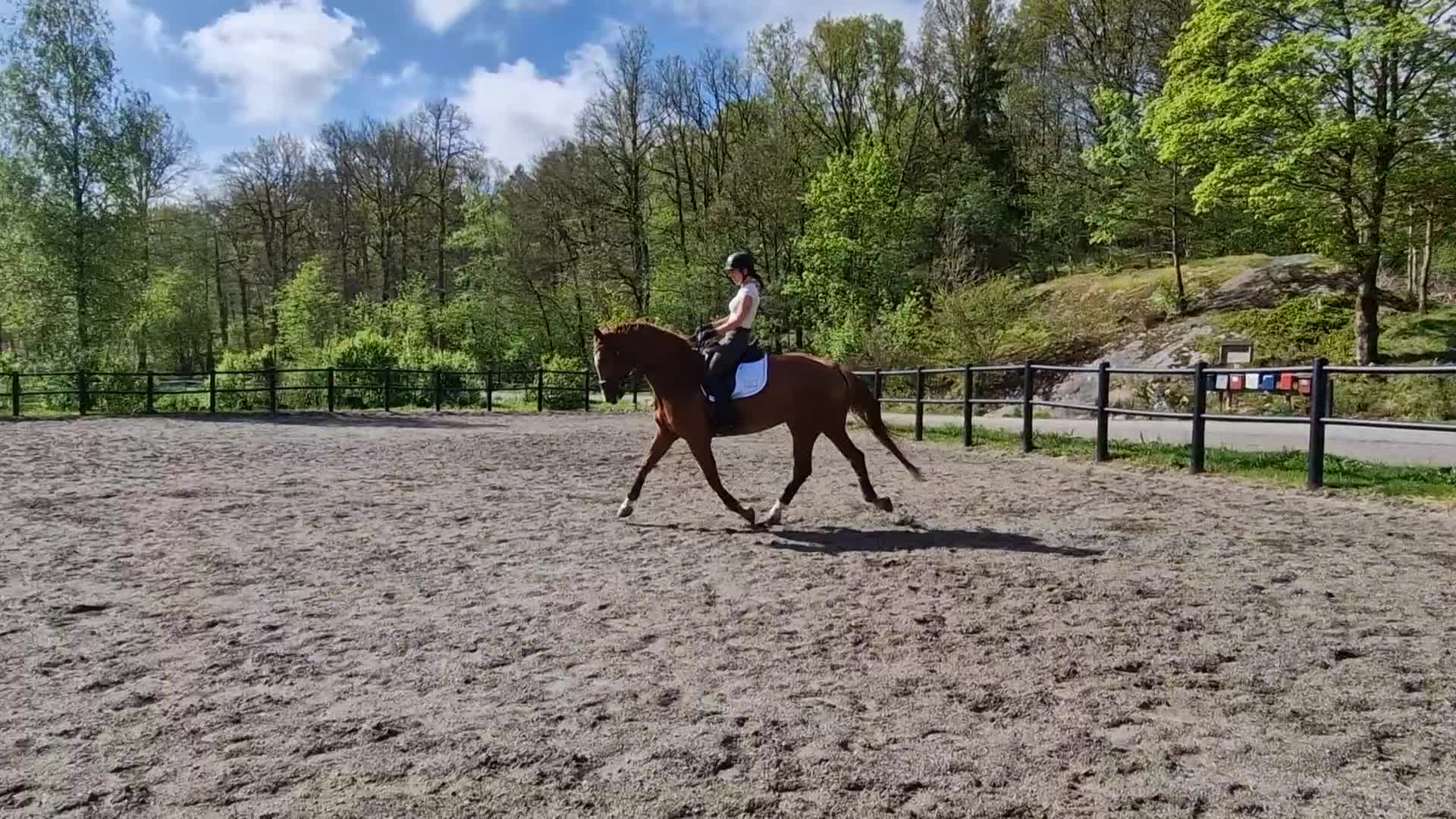 Dressyr hästar till salu: Talangfull valack för träning och tävling  - Video 5