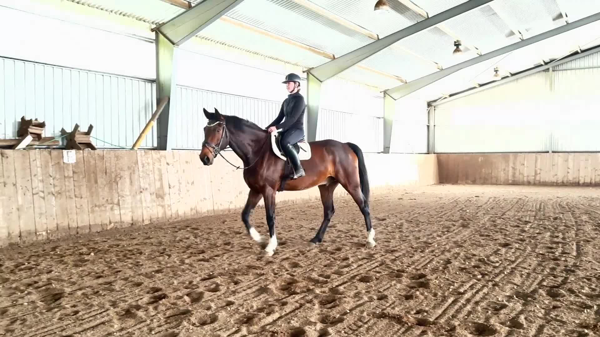 Allround hästar till salu: Valack - 2021 e.Heartbeat-Looping - Video 2