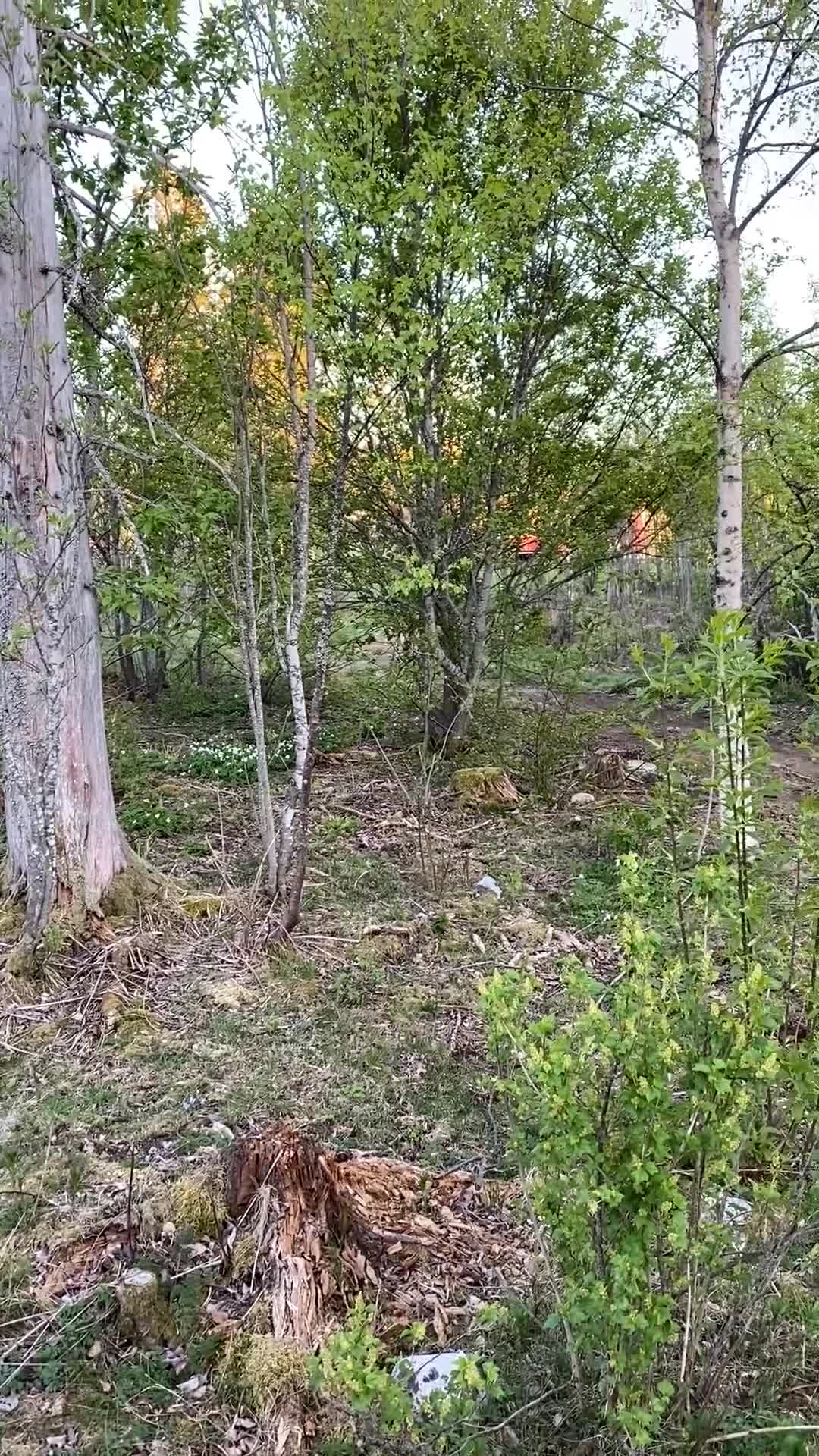 Allround hästar till salu: Guldklimpen är till salu! i Söråker - Video 1