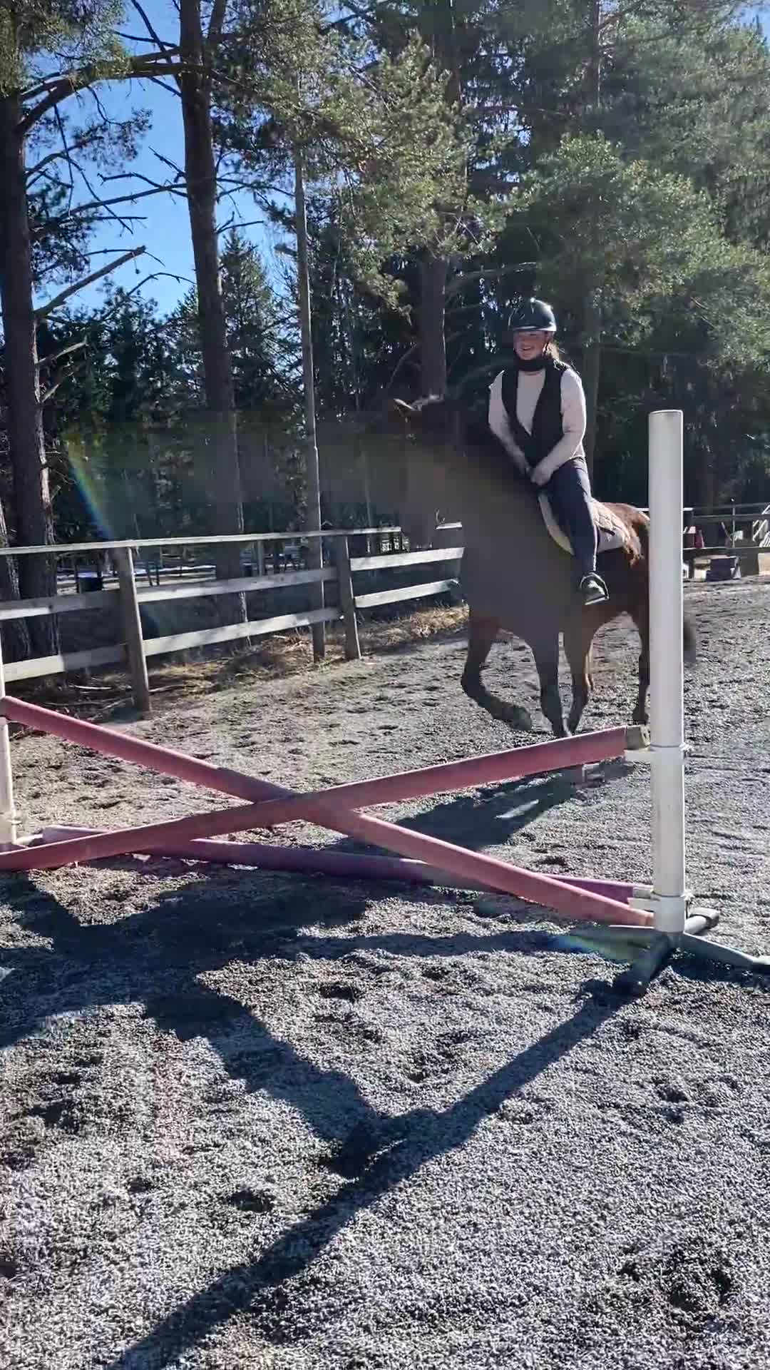 Allround hästar till salu: Trevlig lättsam häst till hobby/avel i Östersund - Video 5