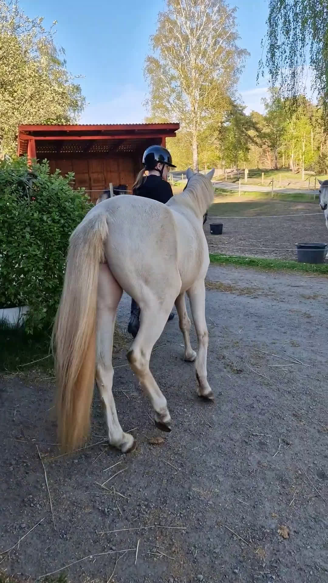 Allround hästar till salu: Framtidsponny med ovanligt färganlag i Åsa - Video 2