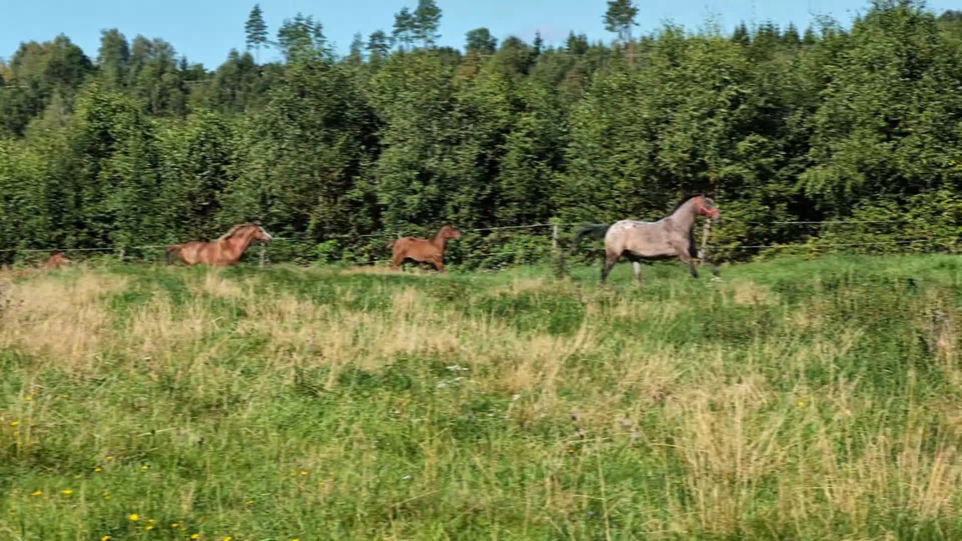 Allround hästar till salu: Trevligt knabstruppersto - föl född 2025 i Falköping - Video 1