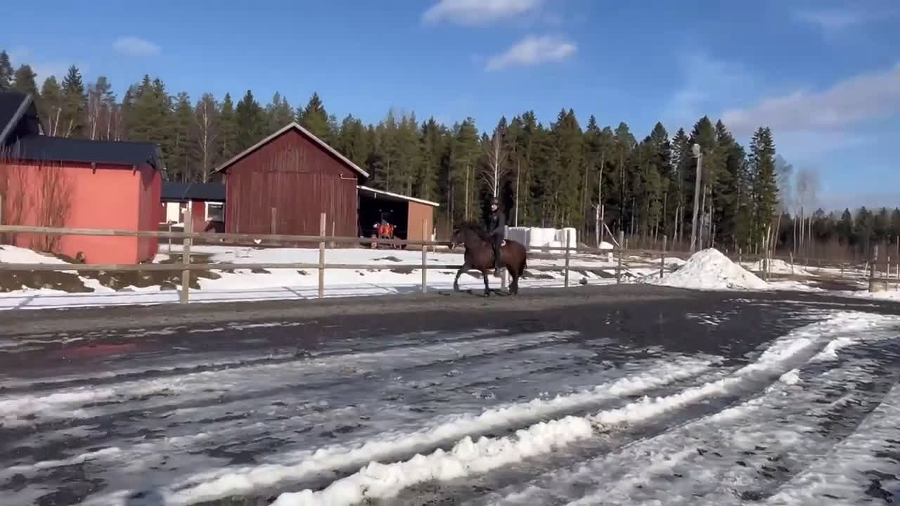 Island hästar till salu: Bedömd femgångsto med bra stam - Video 2
