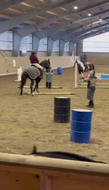 Allround hästar till salu: Vallack med personlighet - Video 2