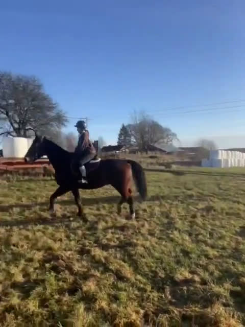 Allround hästar till salu: Mycket trevlig valack söker hem. i Trollhättan - Video 1