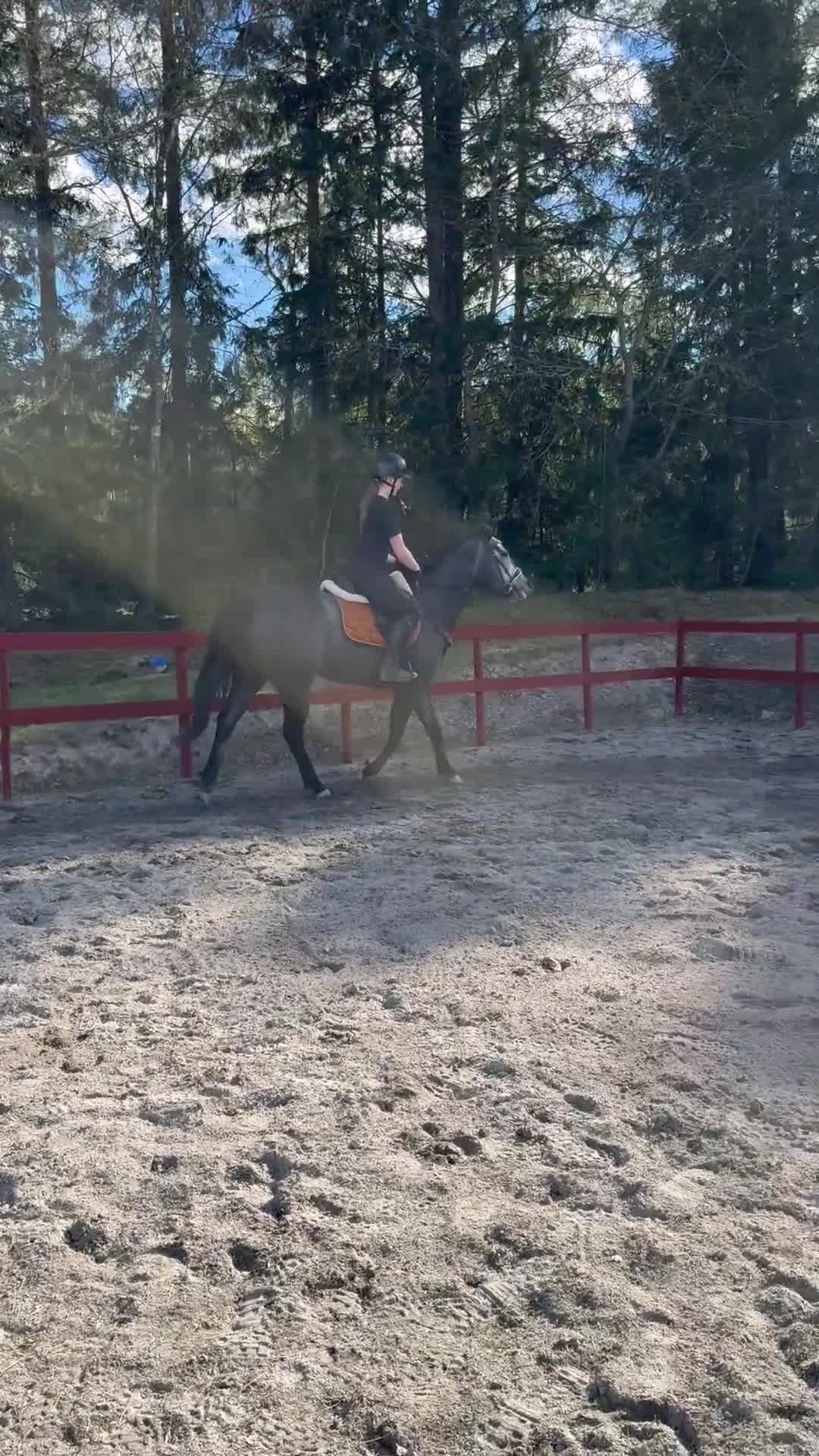 Hoppning hästar till salu: Underbart fullblodsto - Video 3