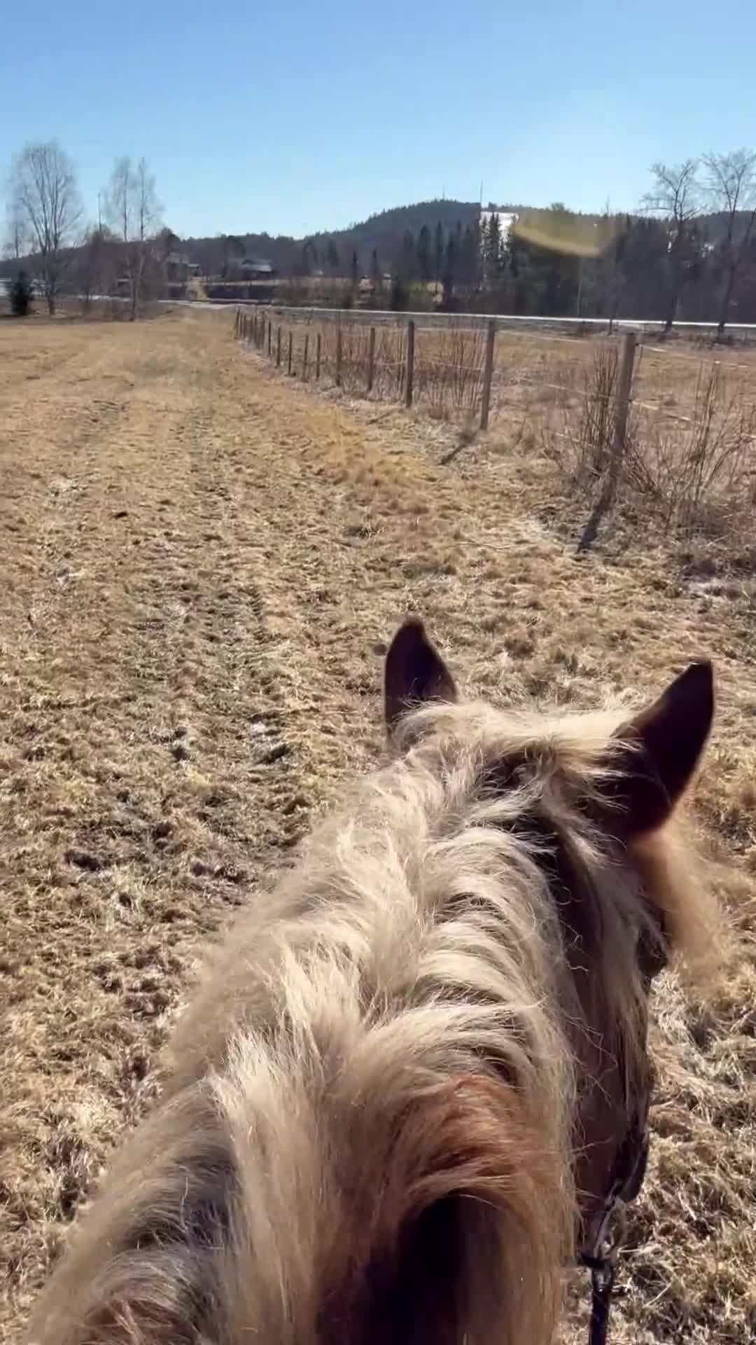 Allround hästar till salu: Unghäst till salu - Video 2
