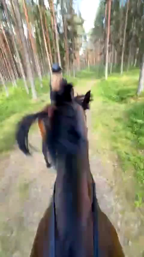 Allround hästar till salu: Super snäll tjej i Kil - Video 3