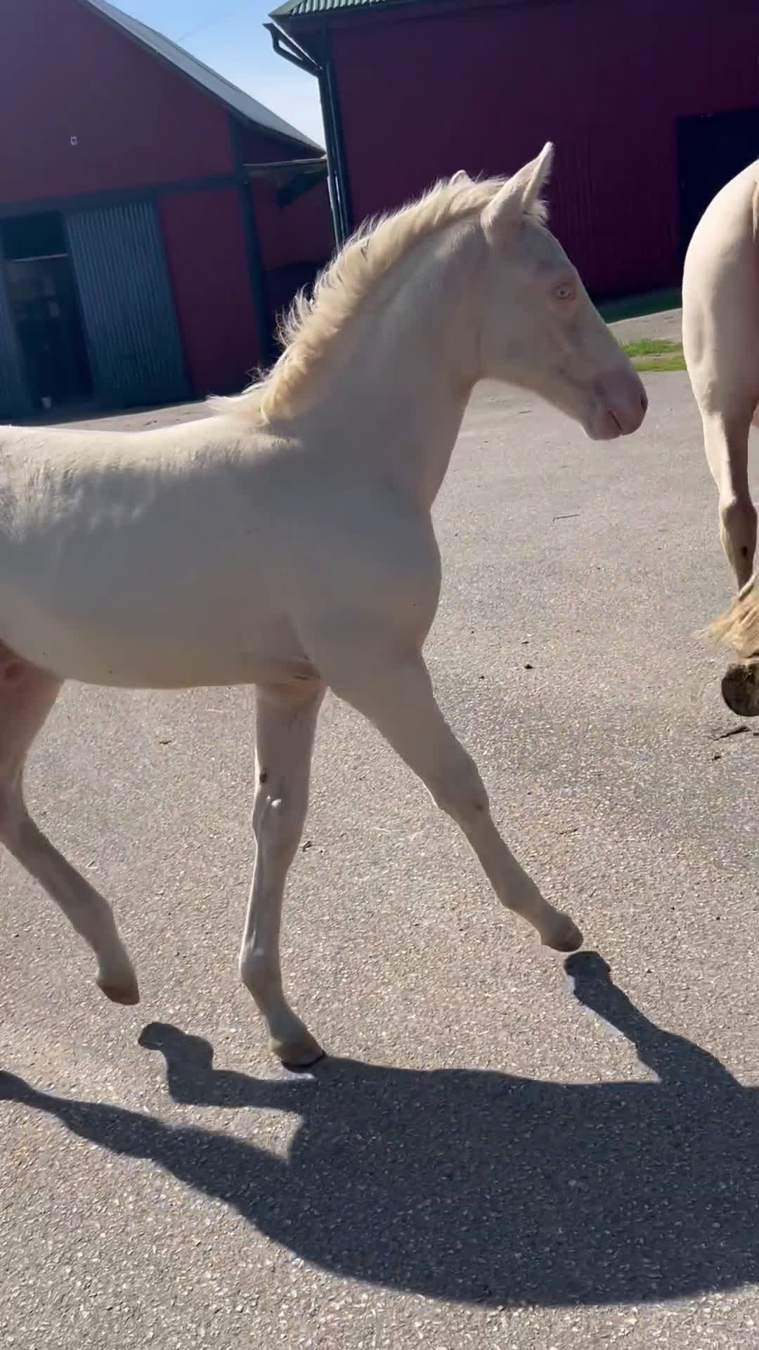 Allround hästar till salu: kvalitetsföl PRE, Sto och Perlino Hingst i Ullared - Video 1