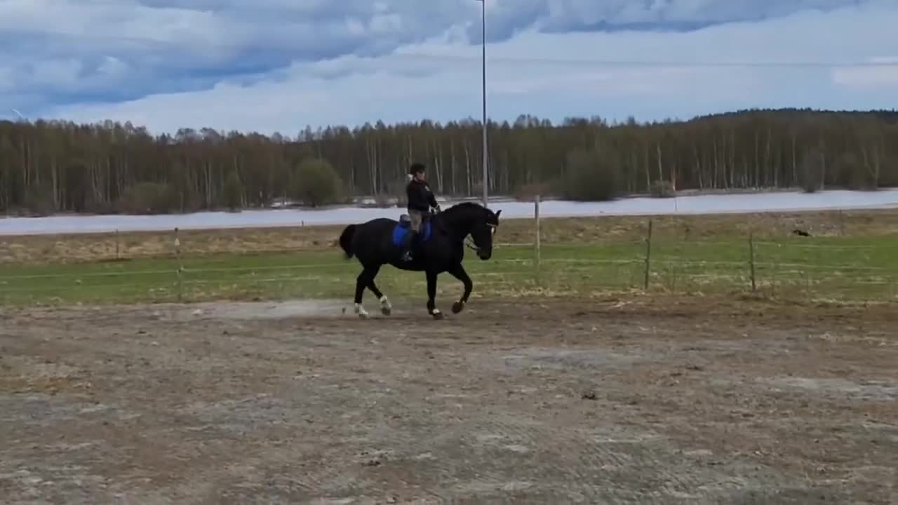 Allround hästar till salu: Polskt halvblod - Video 4