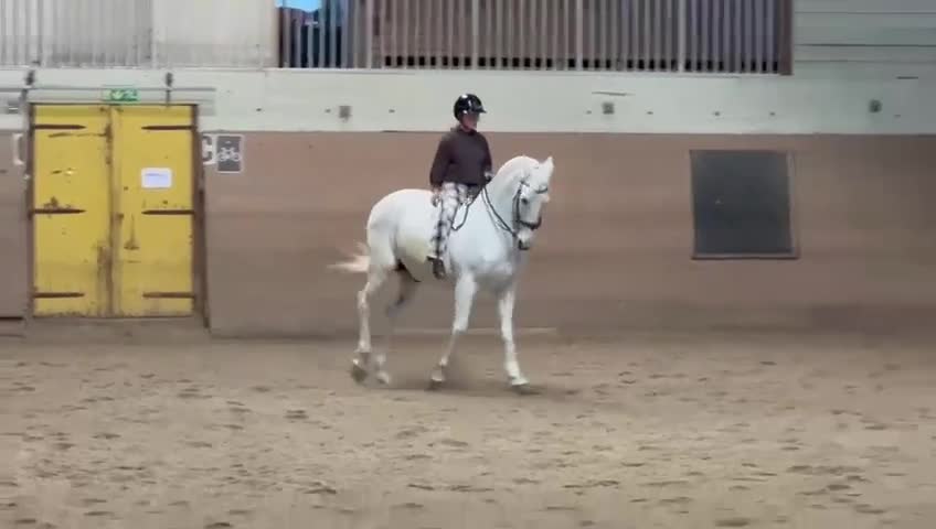 Working Equitation hästar till salu: Välutbildad läromästare i WE & dressyr i Skövde - Video 5