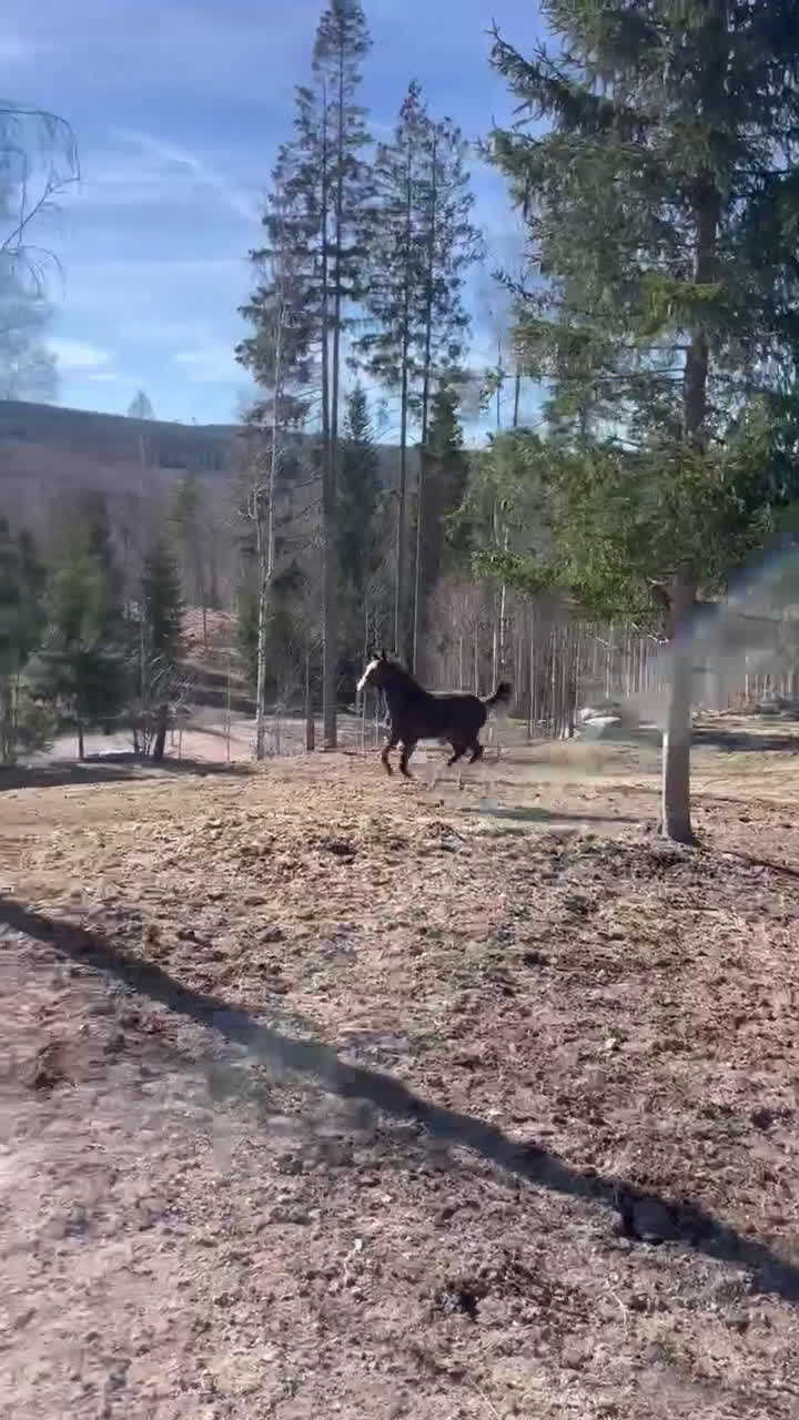 Dressyr hästar till salu: Charmig & snygg hingst -24 e. Racoon - Topaasch 🌟 i Saxdalen - Video 1