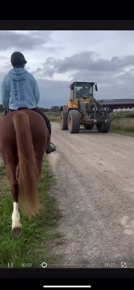 Allround hästar till salu: Trygg mor/dotter allroundponny i Vallentuna - Video 2