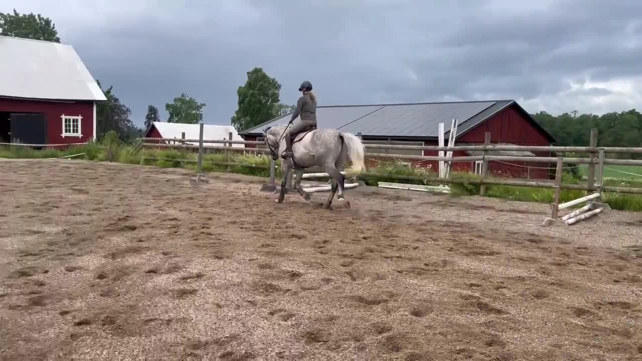 Fälttävlan hästar till salu: Oslipad diamant med stor utvecklingspotential  - Video 2